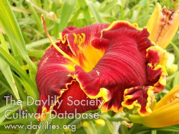 Daylily Thor's Crown